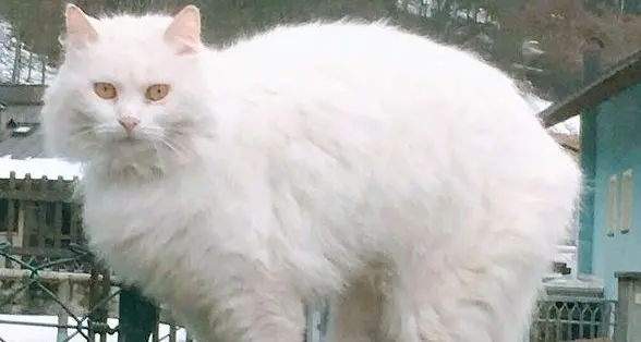 Smarrita Minou, scatta l’appello
