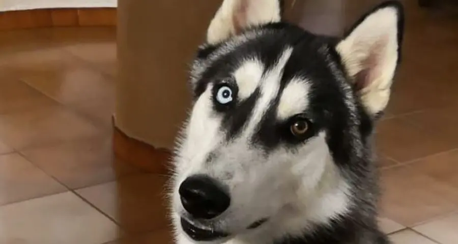 Appello per cucciolo: il suo padrone è malato