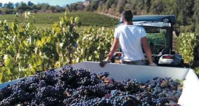 Caporalato nelle vigne di due aziende trentine