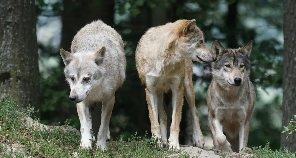 Uccisione di lupi e orsi, Roma stoppa Trento e Bolzano