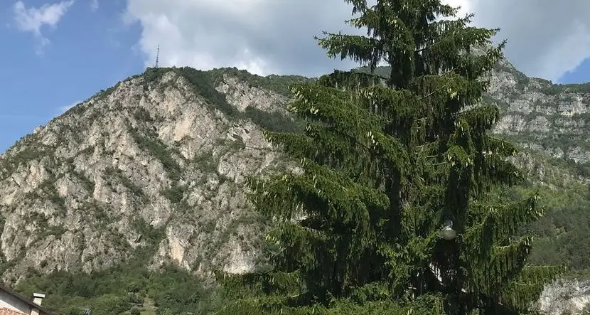 Turinelli: «Via l’abete, per sicurezza»