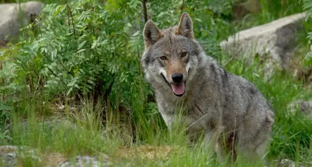 Lac, leggi di Trento e Bolzano in contrasto con la Costituzione