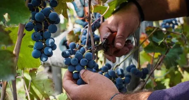 In Trentino la disoccupazione è in calo: 1.500 in meno. Boom dell'agricoltura