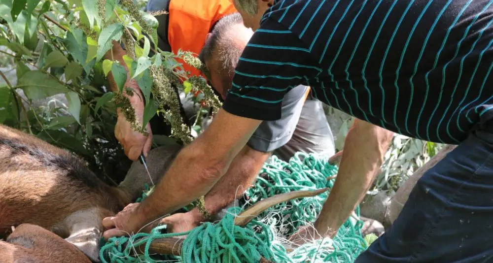 Albiano, cervo vaga con una rete impigliata nelle corna: liberato