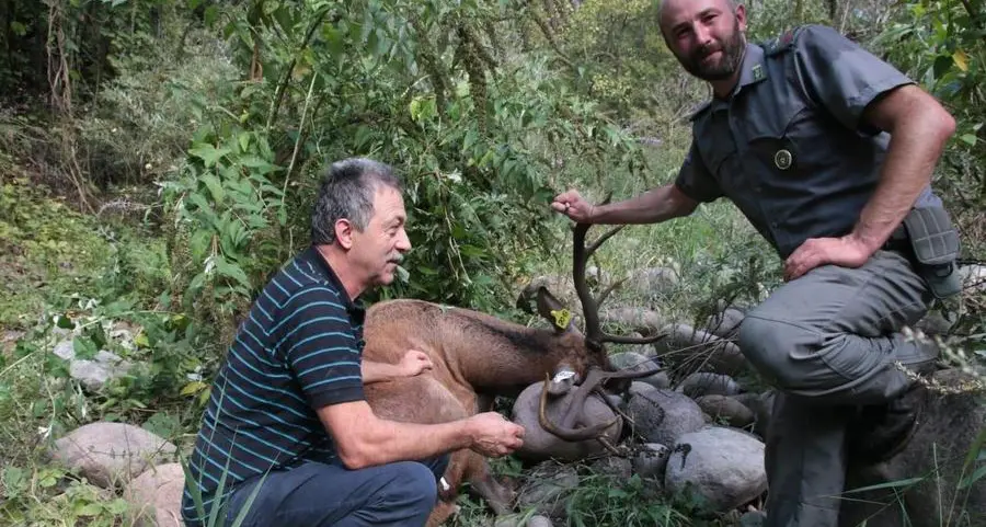 Cervo nel greto dell’Avisio liberato da un groviglio di fili