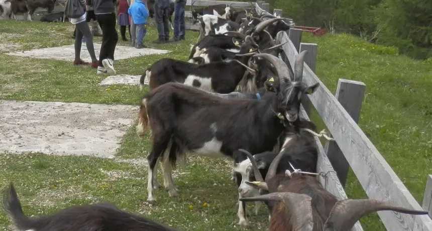 Col Gal lo sviluppo locale parte dall’agroalimentare