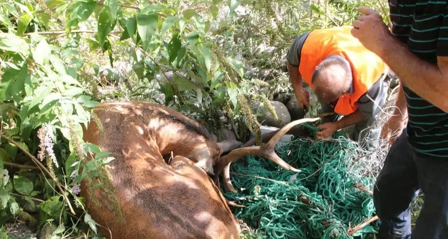 Cervo intrappolato nella rete di plastica