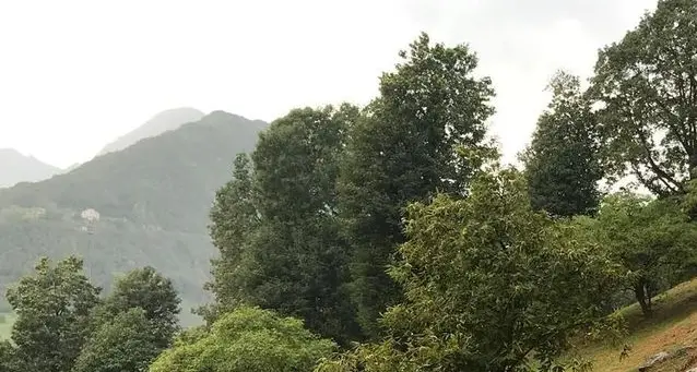Lodrone, il castagneto ripulito è tornato percorribile