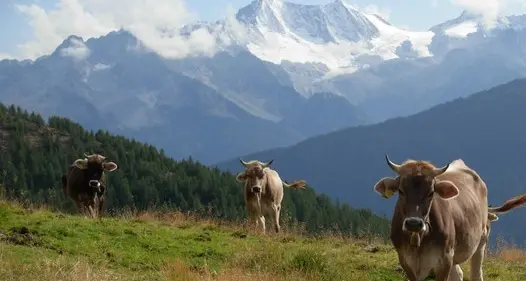 Malghe e mucche in passerella