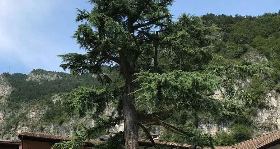 La sorte del cedro sarà decisa in ottobre