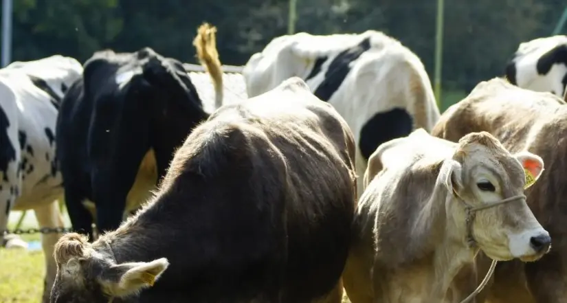 Ben 220 bovine iscritte alla rassegna