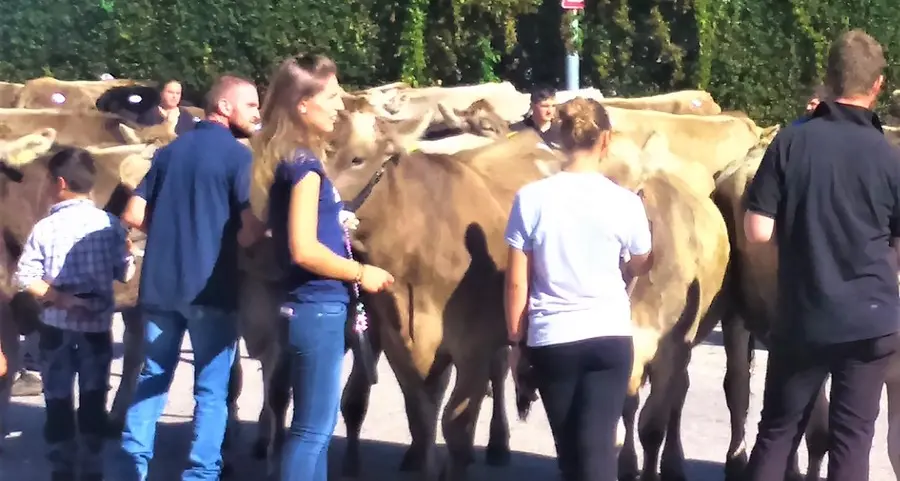 Emily, bovina regina di Primiero