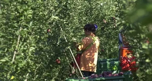 Lavoro nero nei campi di Caldonazzo