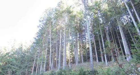 Due posti da custode forestale, si candidano in 230