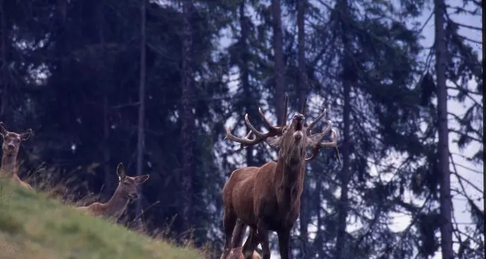 Al Parco Adamello Brenta si ascolta il bramito dei cervi