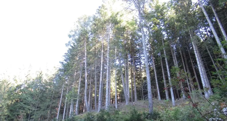 In 230 in corsa per 2 posti da custode forestale