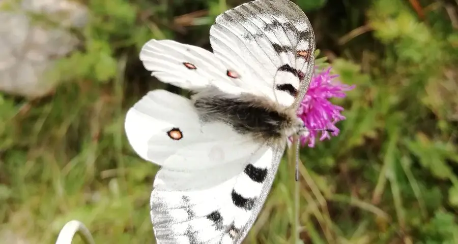 Cittadini entomologi per il parco