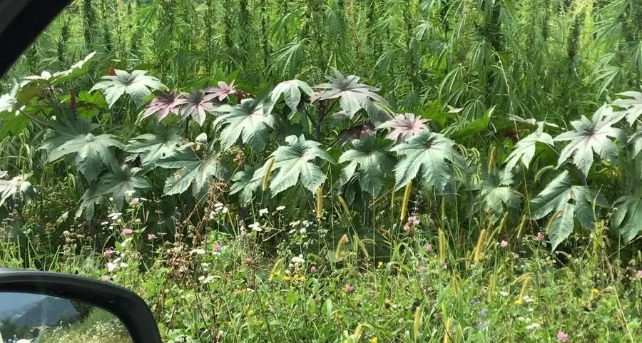 La marijuana cresce sul ciglio della strada