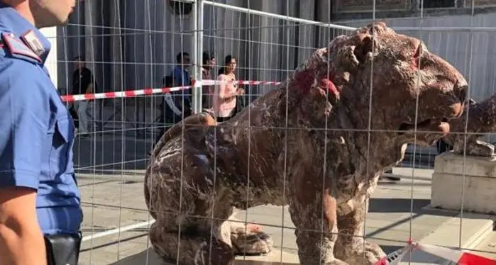 Leoni imbrattati, trentina denunciata