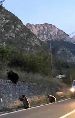 Le peripezie di orsa e orsetti ammirate dagli automobilisti