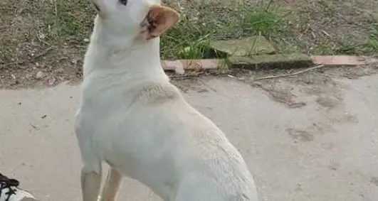 Nick, cagnolino speciale cerca ancora casa