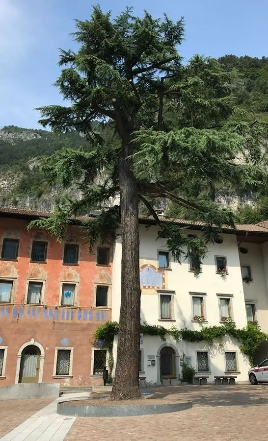 Storo, in 150 alle urne per decidere del cedro