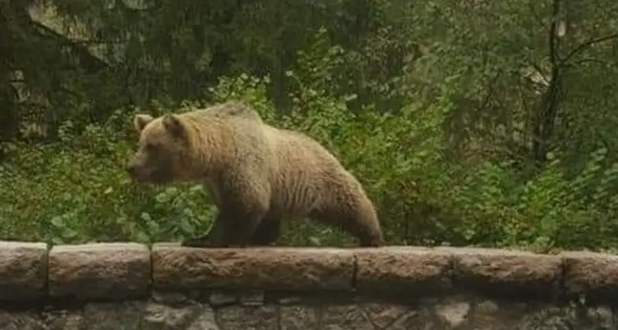 Limarò, l’orso spunta dal bosco e fa slalom
