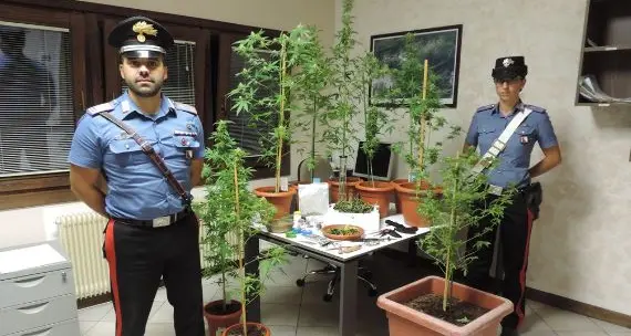Carisolo, ventenne scoperto a coltivare in casa marijuana