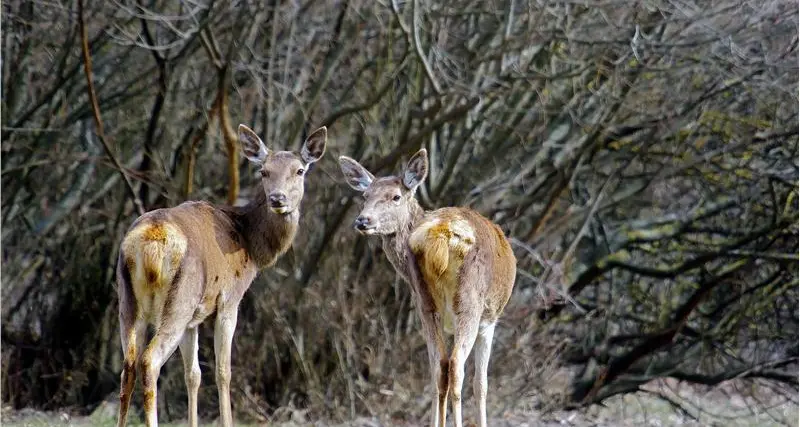 \"Troppi\" cervi nel parco dello Stelvio, caccia aperta dal 15 ottobre