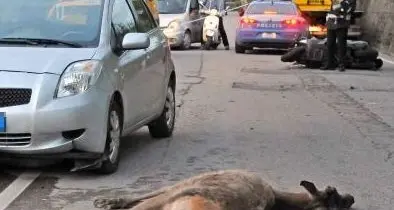 «Sovrappassi per cervi per evitare incidenti»