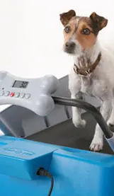 Animali da compagnia, un business da 2 miliardi