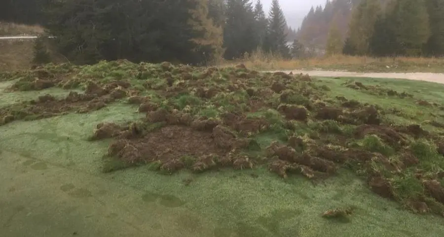 Il cinghiale “gioca” a golf: rischia il green di Folgaria