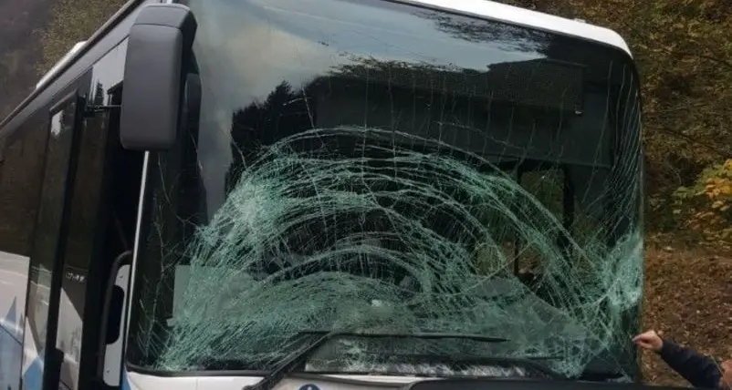 Cervo taglia la strada al pullman degli studenti