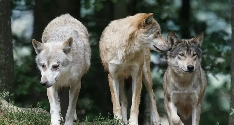 Lupi, in Veneto copiano la legge trentina