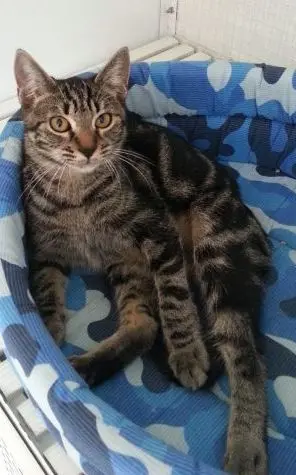 sos a quattro zampe