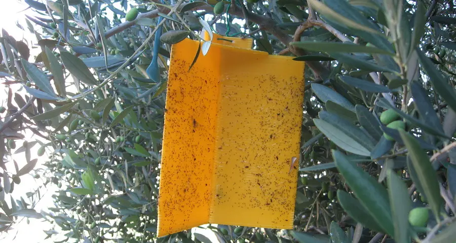 Riparte la raccolta di olive nei piccoli poderi sul lago