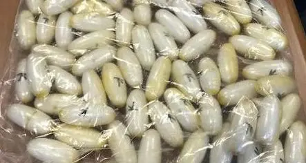 Droga, aveva 100 ovuli di eroina nell'addome: condannato a 4 anni