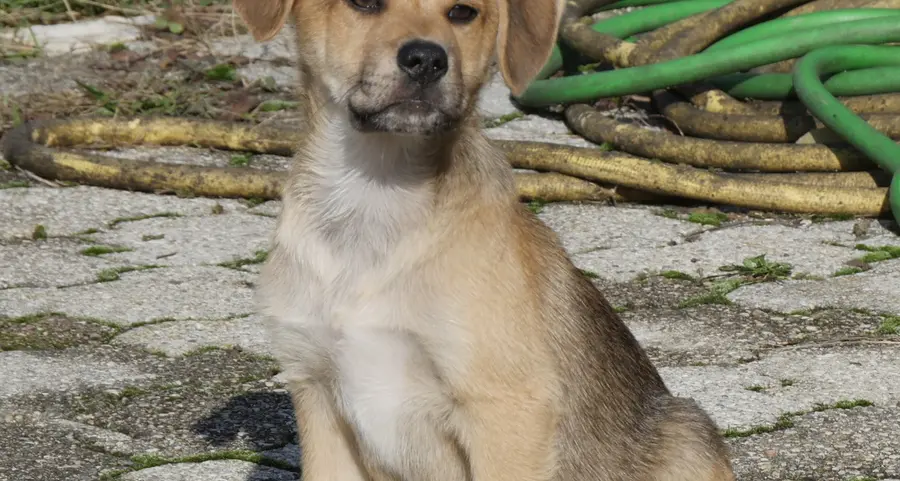 Fada cucciola di sette fratelli salvata dal sud