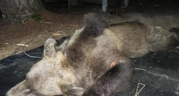 Uccisione dell’orsa Kj2, l’indagine rimane aperta