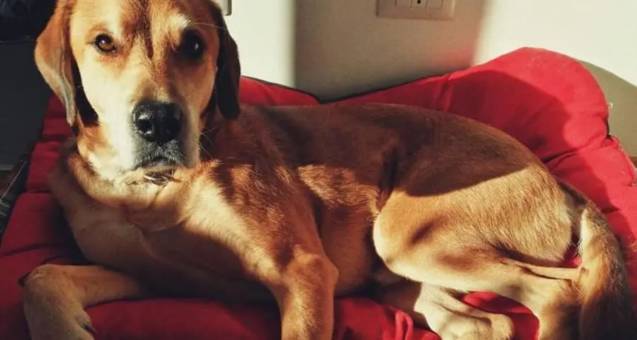 Nero, cagnone dagli occhi che parlano