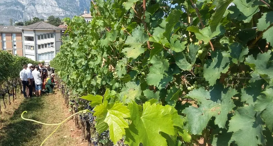 Giornata della vite e del vino Effetti climatici a confronto