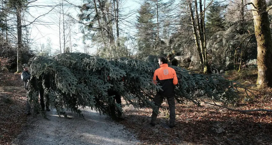 Un abete della Val Canali per il Natale di Mattarella