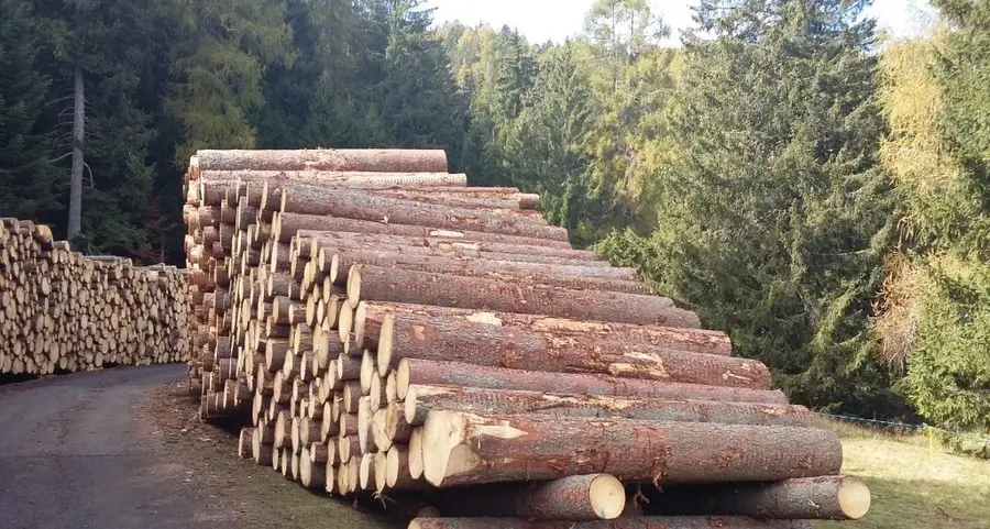 Gli alberi schiantati saranno ammassati in località Lavino