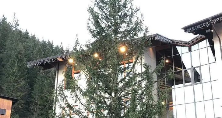 Tutti pazzi su Facebook per l’albero “Schianto”