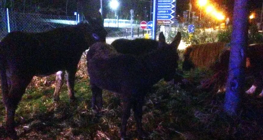 Asini e pony al pascolo nella notte lungo la Valsugana