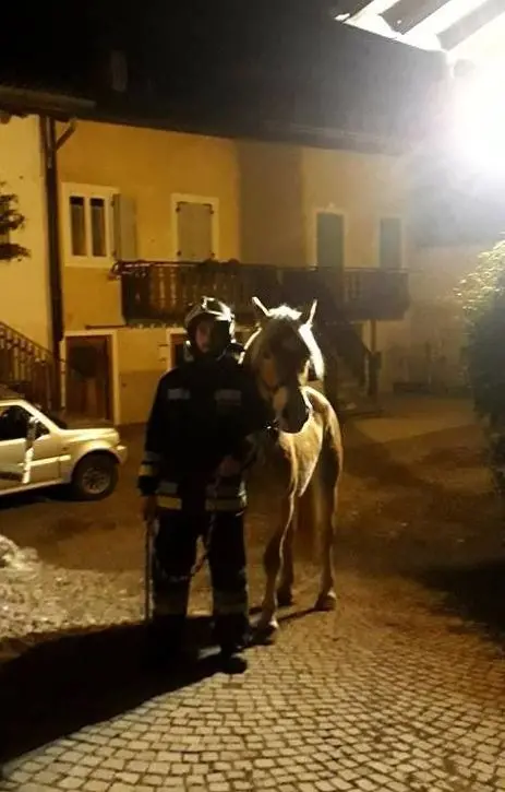 Botti a Daiano quattro cavalli tentano la fuga