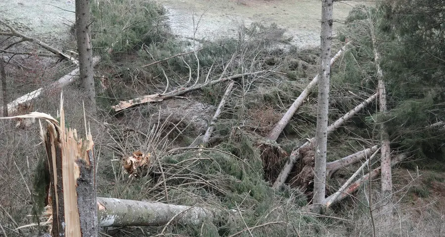 Sessione forestale, viabilità e piante abbattute dal vento