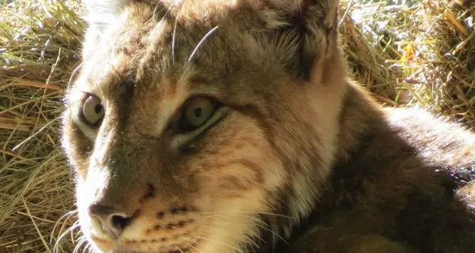 «Ai Lavini un parco faunistico, con cervi linci, lupi e camosci»