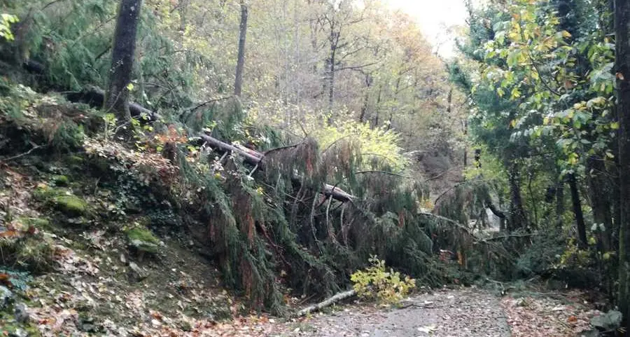 Il futuro di boschi e strade da mont