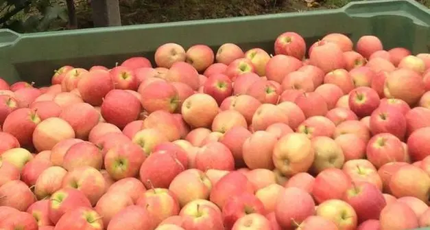 Mele, raccolto superiore alle stime, ma sul mercato la quantità è inferiore rispetto al passato
